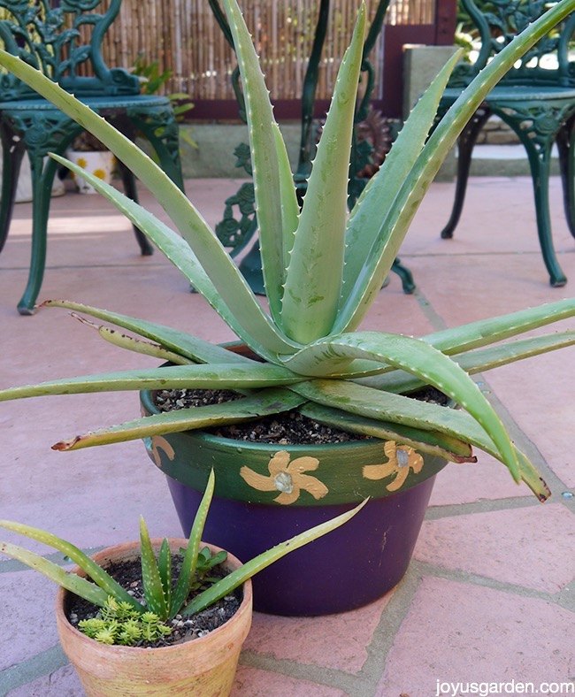 a plant with purpose how to care for aloe vera, gardening, how to