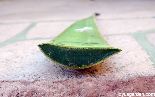 a plant with purpose how to care for aloe vera, gardening, how to