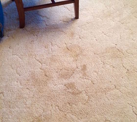 easy way to remove pet stains, cleaning tips, pet stain cleaning, pets, pets animals, reupholster