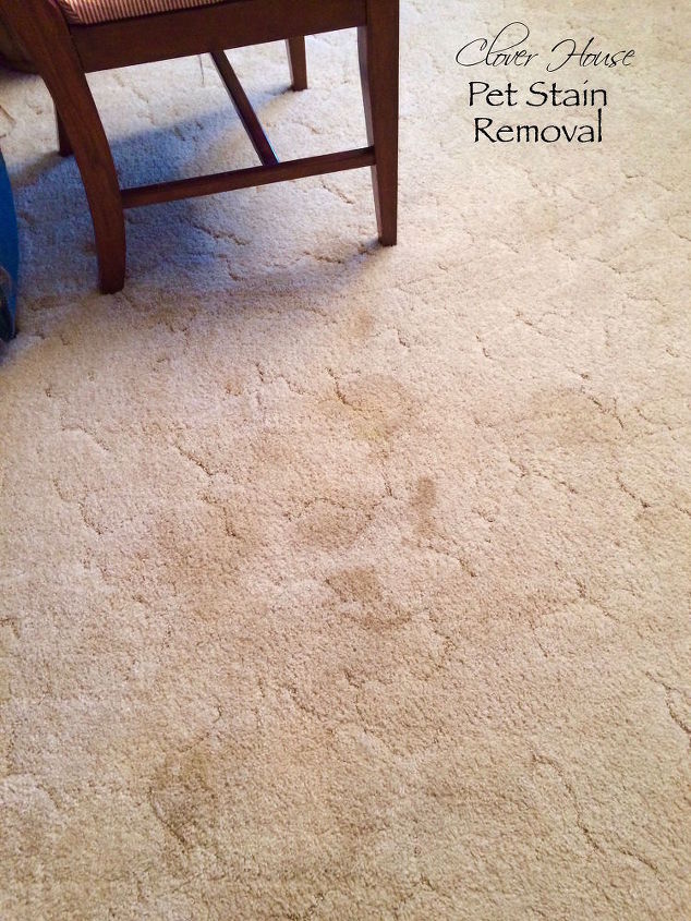 easy way to remove pet stains, cleaning tips, pet stain cleaning, pets, pets animals, reupholster