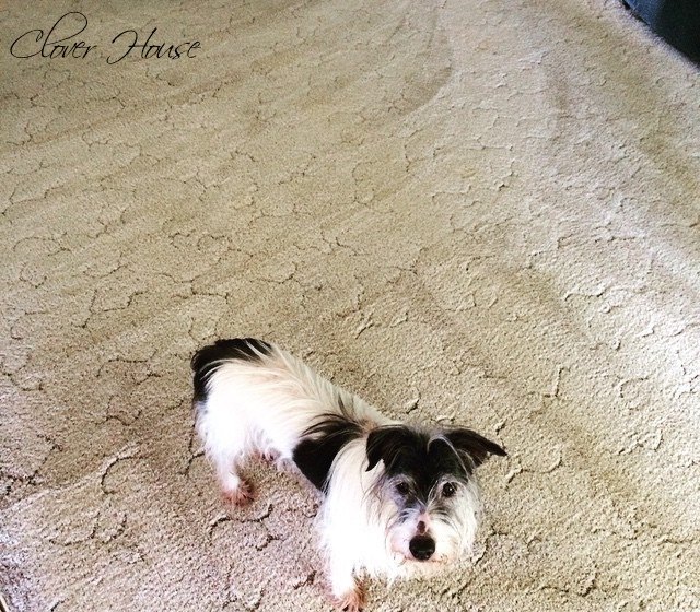 easy way to remove pet stains, cleaning tips, pet stain cleaning, pets, pets animals, reupholster