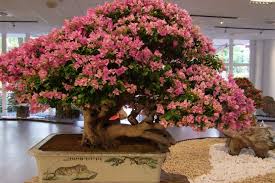 Looking For Guidance For A Bougainvillea Bonsai Tree Hometalk