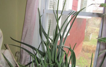  Aloe Vera, a planta maravilhosa