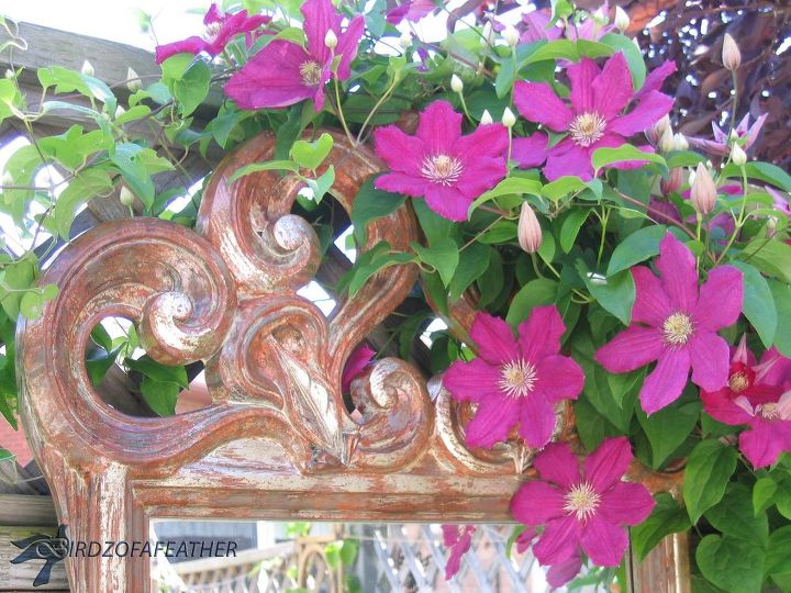 ideias criativas de vasos de flores para o jardim, Clematis se agarra ao espelho enquanto escala