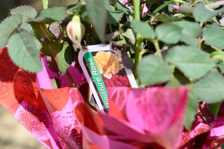 mini rose guide part two 5 easy care tips for potted mini roses, container gardening, flowers, gardening, how to