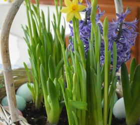 spring basket bulb garden, chalk paint, container gardening, crafts, easter decorations, seasonal holiday decor