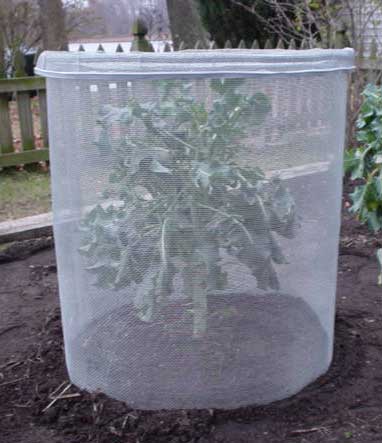 how to protect your broccoli cauliflower and cabbage seedlings with, gardening, how to, repurposing upcycling
