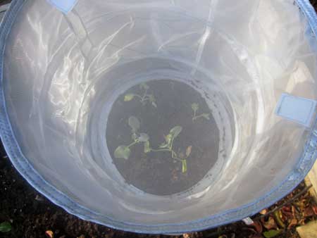 how to protect your broccoli cauliflower and cabbage seedlings with, gardening, how to, repurposing upcycling