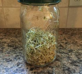 grow your own sprouts, container gardening, gardening, homesteading