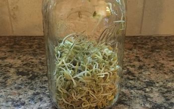 Grow Your Own Sprouts