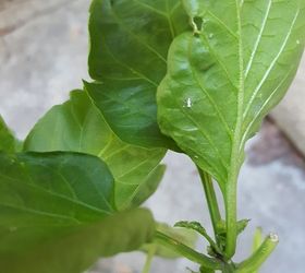 q white flies on patio plants, gardening, gardening pests, pest control, White fly on bottom of leaves