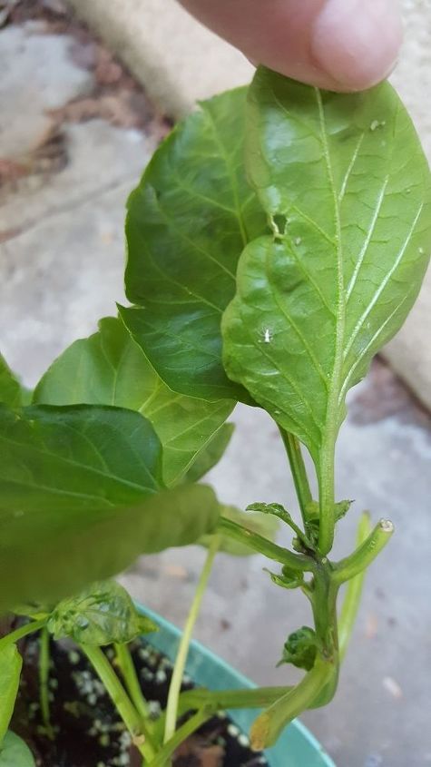 q white flies on patio plants, gardening, gardening pests, pest control, White fly on bottom of leaves