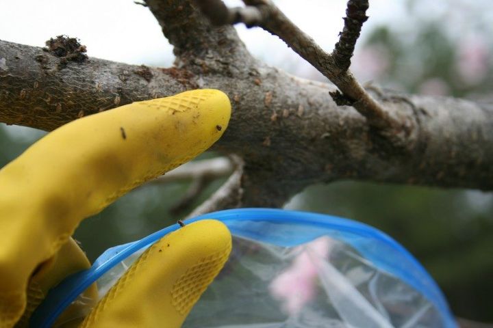 una forma orgnica de eliminar las orugas de los rboles frutales