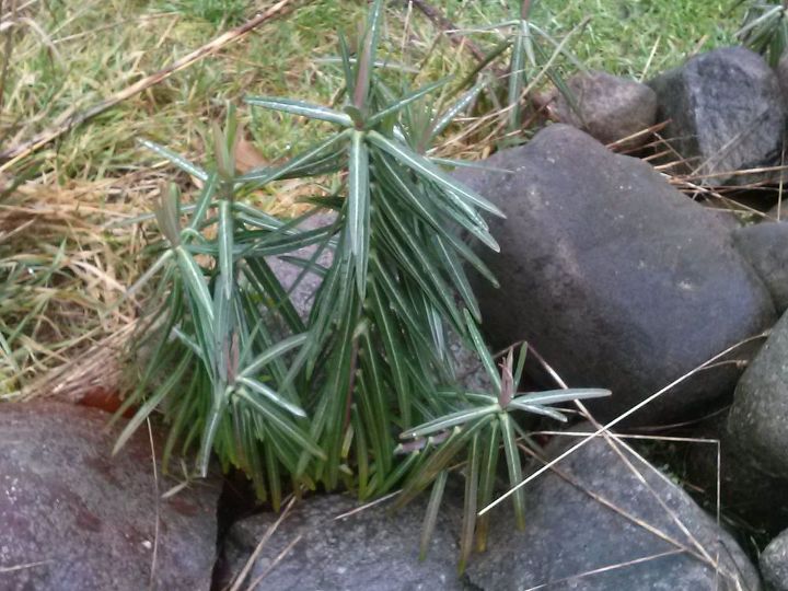 q is this a weed, gardening, plant id