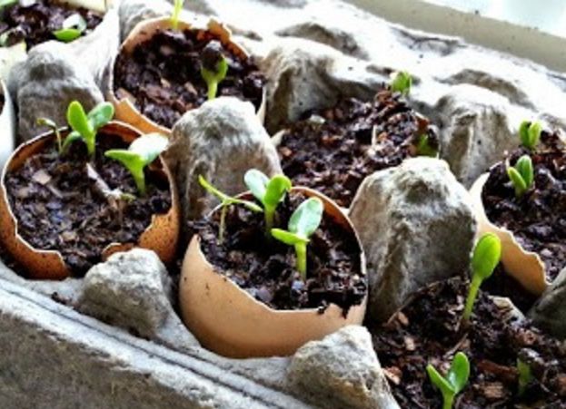 5 ideas de tazas de inicio de semillas fciles de hacer