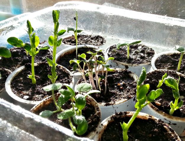 5 ideas de tazas de inicio de semillas fciles de hacer
