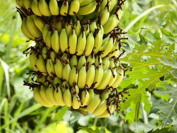 bananas not just for eating anu more, gardening, go green, homesteading, repurposing upcycling