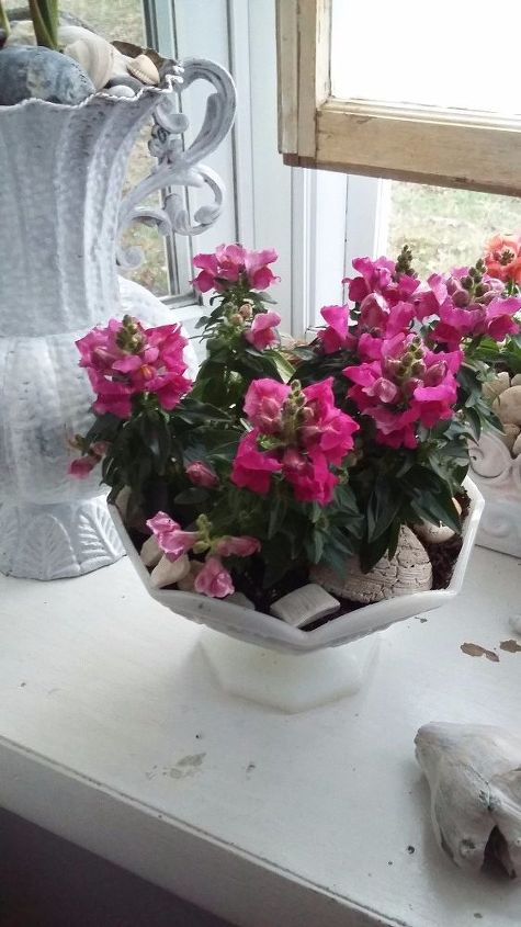 jardim de primavera shabby chic