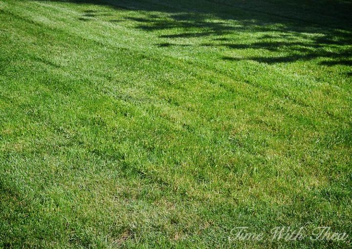 totally repair dead grass spots damaged by dog urine in 3 easy steps, lawn care, pets, pets animals