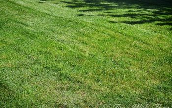 Totally Repair Dead Grass Spots Damaged By Dog Urine In 3 Easy Steps