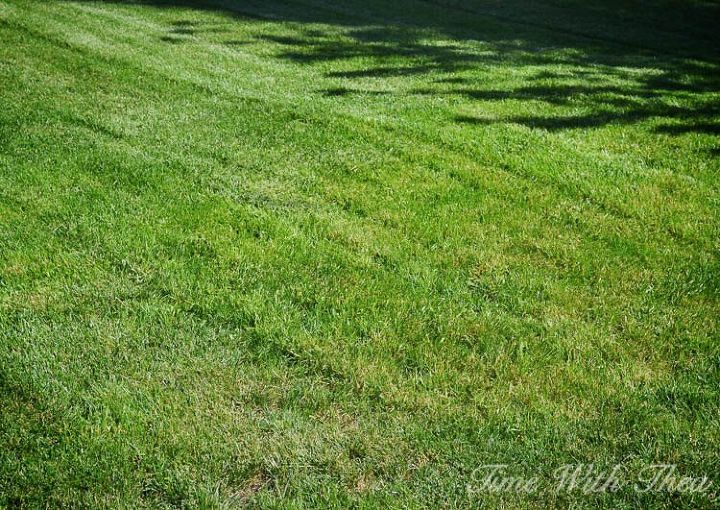 totally repair dead grass spots damaged by dog urine in 3 easy steps
