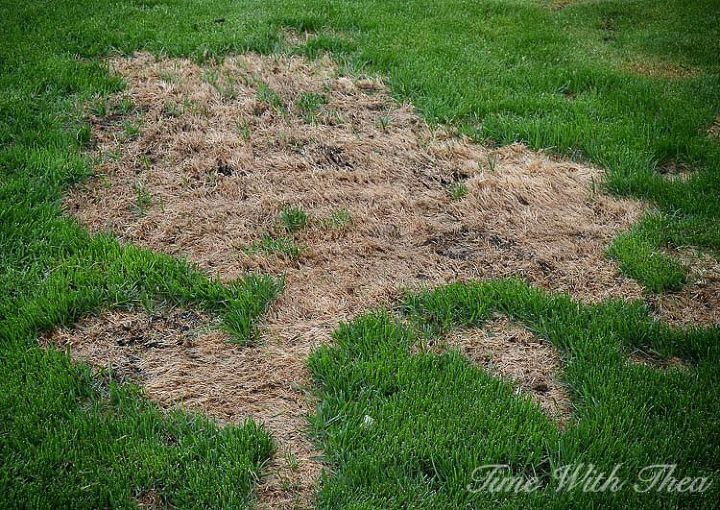totally repair dead grass spots damaged by dog urine in 3 easy steps