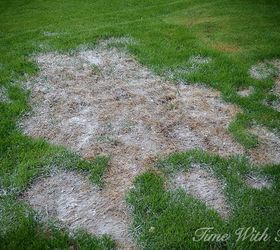 totally repair dead grass spots damaged by dog urine in 3 easy steps