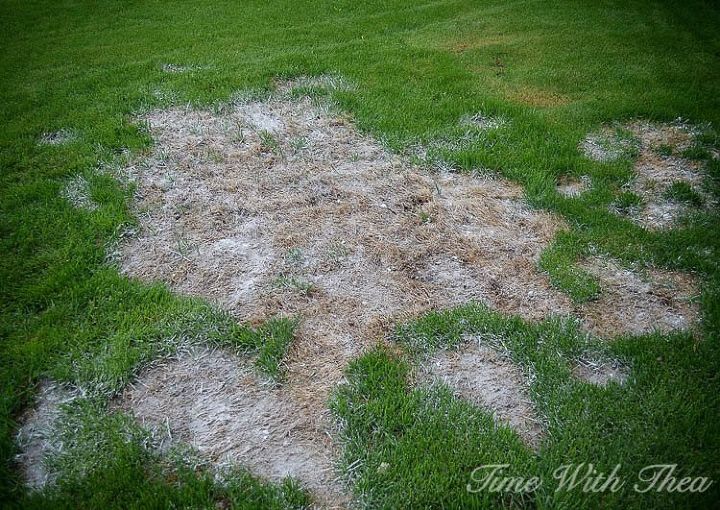 totally repair dead grass spots damaged by dog urine in 3 easy steps