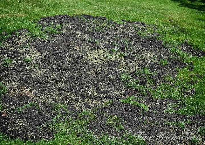 totally repair dead grass spots damaged by dog urine in 3 easy steps