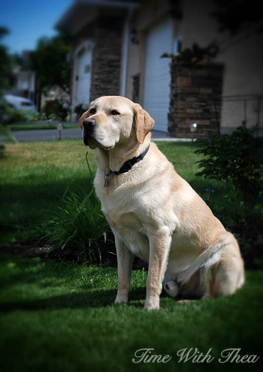 totally repair dead grass spots damaged by dog urine in 3 easy steps