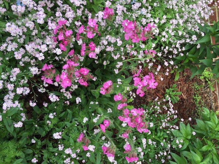 think spring stars of my garden 2015, flowers, gardening