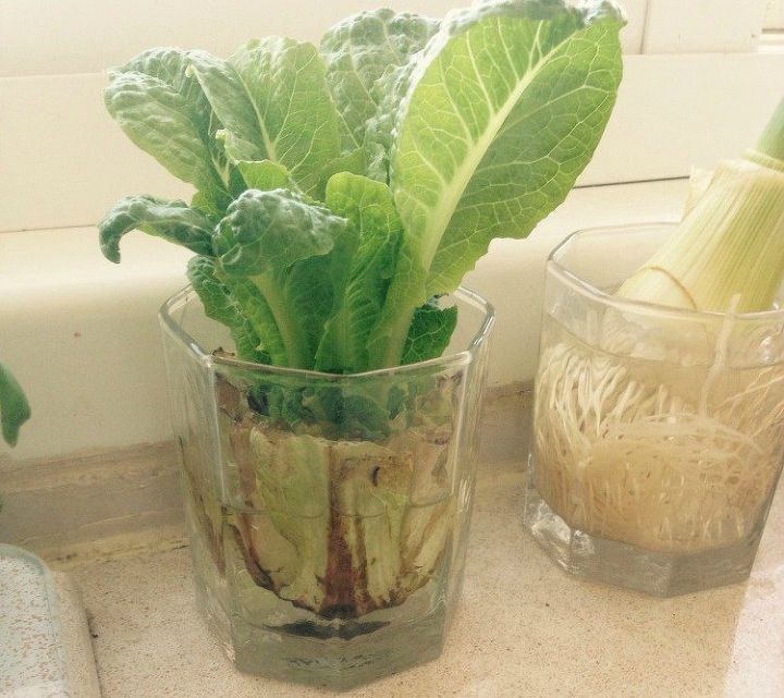 20 jardines en macetas de bajo mantenimiento para principiantes, Vuelve a cultivar tus restos de ensalada en la encimera