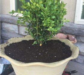 s 20 low maintenance container gardens for beginners, container gardening, gardening, Turn boxwood sprigs into a chic topiary