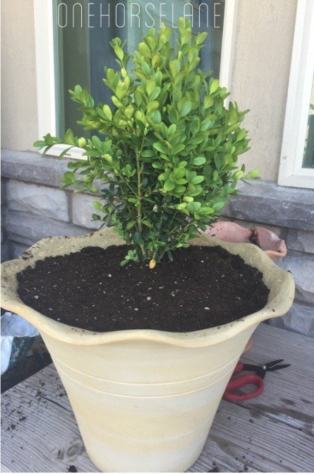 s 20 low maintenance container gardens for beginners, container gardening, gardening, Turn boxwood sprigs into a chic topiary