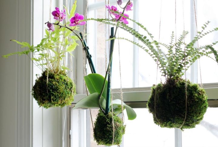 20 jardines en macetas de bajo mantenimiento para principiantes, Cuelgue plantas envueltas en musgo en la ventana
