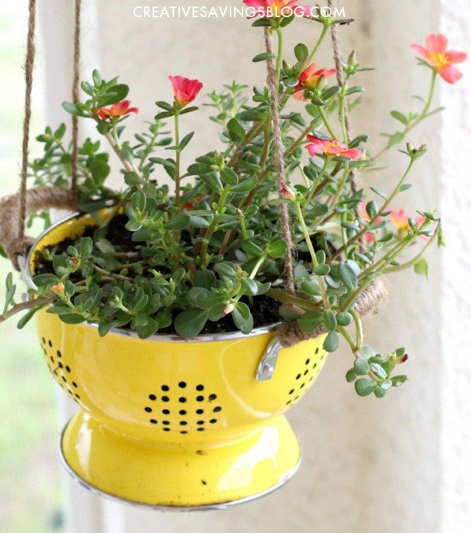 s 20 low maintenance container gardens for beginners, container gardening, gardening, Put a trailing plant in a colander