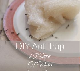 DIY Ant Trap and Pesticide Powder