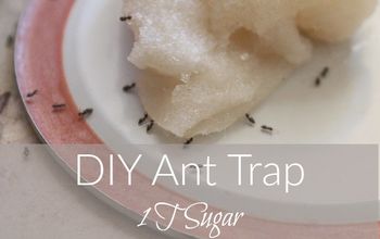 DIY Ant Trap and Pesticide Powder