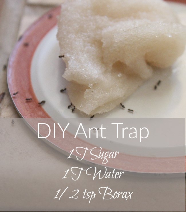 diy ant trap and pesticide powder, pest control