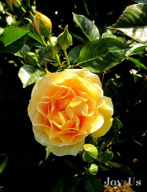 roses roses roses, flowers, gardening