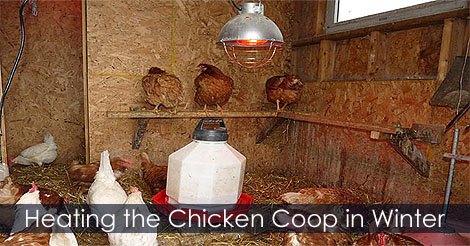 chicken coop hen coop building idea, diy, homesteading, outdoor living, pets animals, woodworking projects