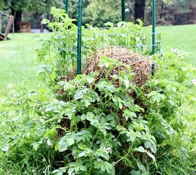 diy potato tower, gardening, homesteading, how to
