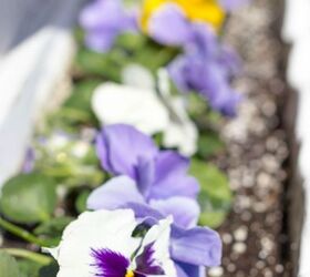 spring gardening tasks, gardening, how to, My spring window box