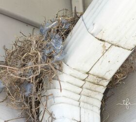 spring gardening tasks, gardening, how to, Birds making nests on the gutter