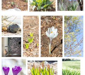 spring gardening tasks, gardening, how to, In my spring garden