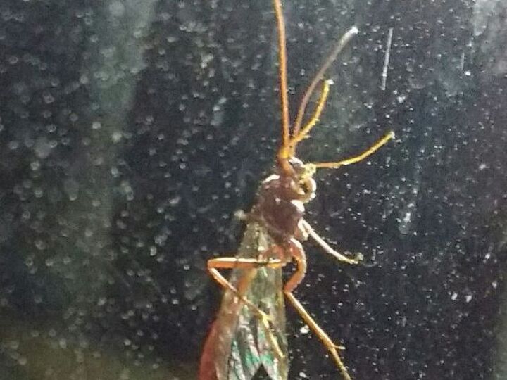 q what is this insect, gardening pests, pest control