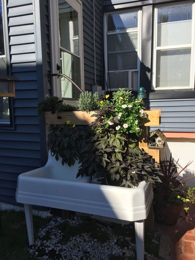 the old kitchen sink, container gardening, gardening, outdoor furniture, repurposing upcycling, In full bloom last summer