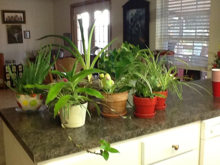 q anyone know the name of this plant, gardening, plant id