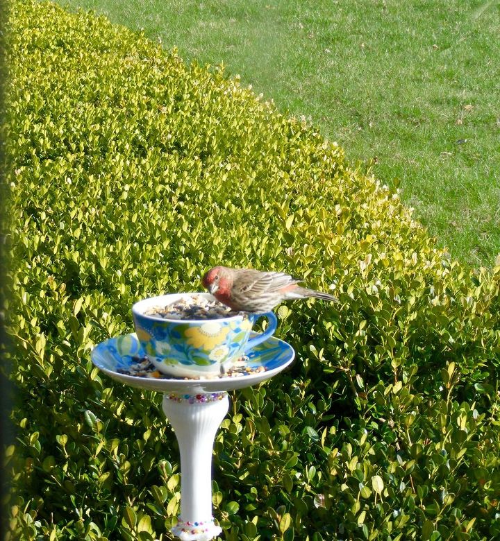 goodwill bird feeder for booboo, animals, crafts, how to, pets animals