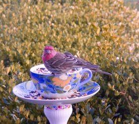 Goodwill Bird Feeder Hometalk